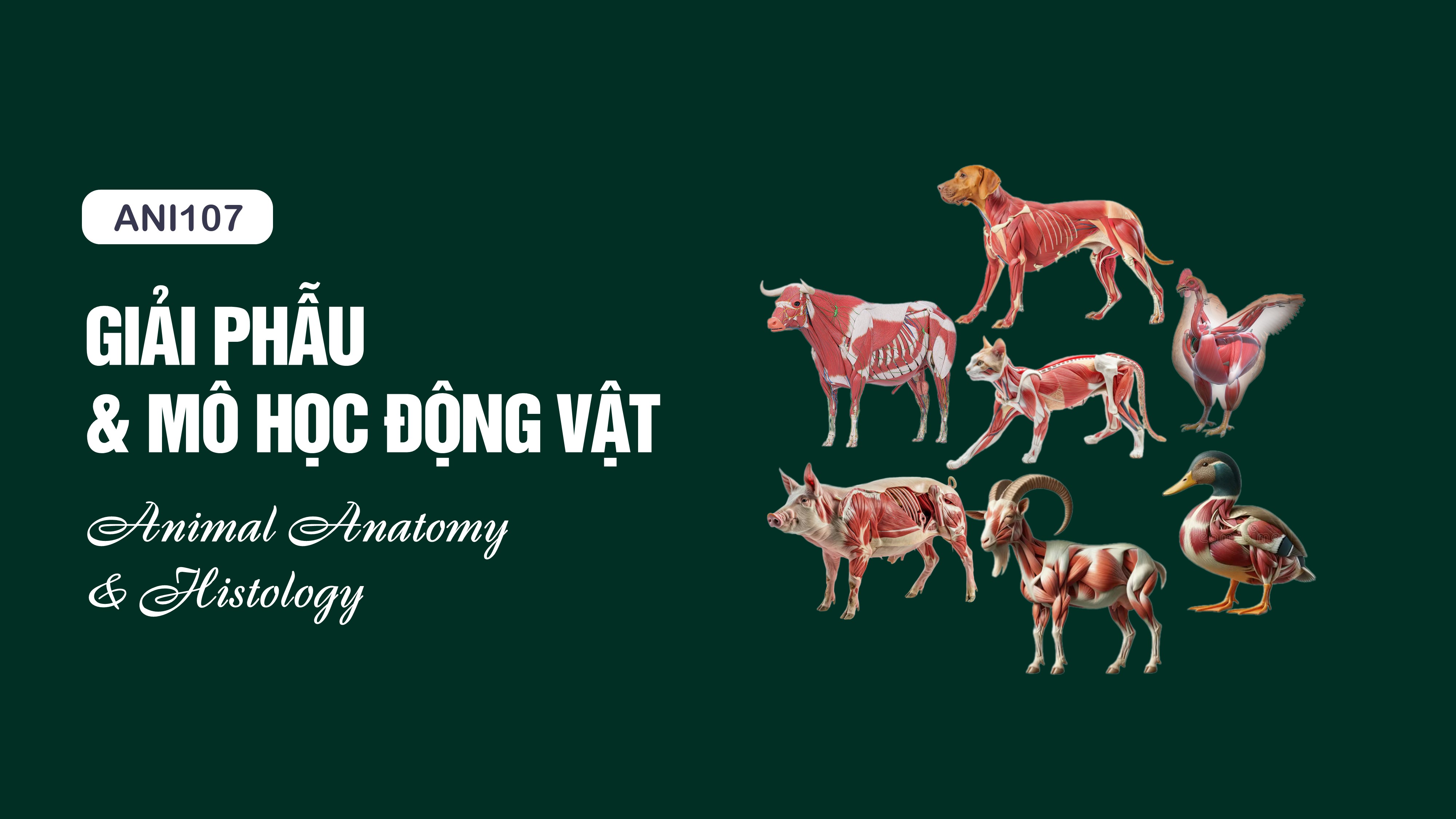 Giải phẫu - Mô học động vật (DH25CN)